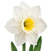 Narcissus Mount Hood Daffodil Bulbs (5 Pack) image