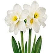 Narcissus Paperwhite Ziva Daffodil Bulbs (5 Pack) image