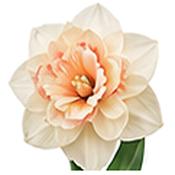 Narcissus Replete Daffodil Bulbs (5 Pack) image