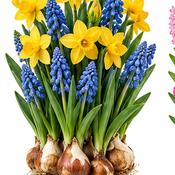 Plant-O-Mat Narcissus &amp; Muscari Bulb Tray (19 Bulbs) image