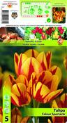 Tulip Holland Queen Bulbs 5 Pack image