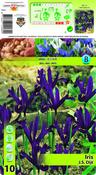Iris Reticulata J.S. Dijt Bulbs 10 Pack image