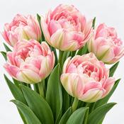 Tulip Angelique Bulbs (5 Pack) image