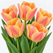 Organic Impression Mixed Tulip Bulbs (10 Pack) image