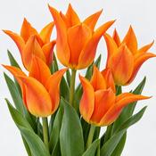 Tulip Ballerina Bulbs (5 Pack) image