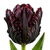 Tulip Black Parrot Bulbs (5 Pack) image