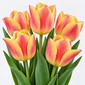 Tulip Blushing Apeldoorn Bulbs (5 Pack) image
