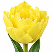 Tulip Exotic Sun Bulbs (5 Pack) image