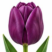 Tulip Negrita Bulbs (5 Pack) image