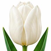 Tulip Purissima Bulbs (5 Pack) image