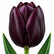 Tulip Queen of Night Bulbs (5 Pack) image