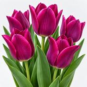 Tulip Ruby Prince Bulbs (5 Pack) image
