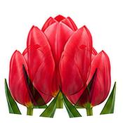 Tulip Wallflower Bulbs (5 Pack) image