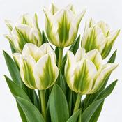 Tulip Spring Green Bulbs (5 Pack) image