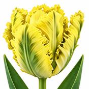 Tulip Yoko Parrot Bulbs (5 Pack) image