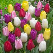 Mixed Single Tulips Bulbs (10 Pack) image