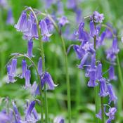 Bluebell Bulbs Hyacinthoides Non Scripta Bulk bag (5kg) image