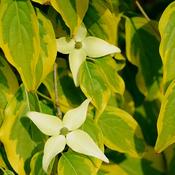 Cornus florida Flowering Dogwood Tree image