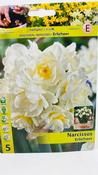 Narcissus Erlicheer Daffodil Bulbs 5 Pack image