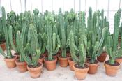 Euphorbia Ingens Erytrea Architectural Succulent Candelabra Tree image