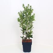 Ligustrum Aureum Golden Privet Hedge Plant image