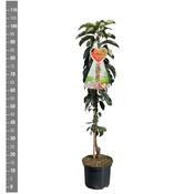 Malus Domestica McIntosh – Columnar Apple Tree image