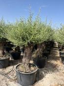 Centennial Bonsai Olive Tree (Olea Europaea) 285L image