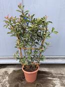 Photinia × fraseri Pink Marble Frame 15L image