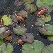Crop Pond Net 2m 12mm SOLD BY METRE image
