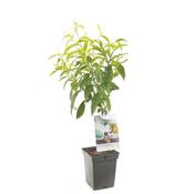 Prunus Persica Saturn Flat Peach Fruit Tree image