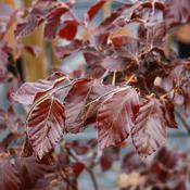 Fagus Sylvatica Atropurpurea Copper Beech Tree image