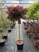 Acer Palmatum Shaina Stem | Japanese Maple Standard image