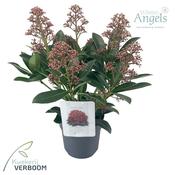 Skimmia Rubella Evergreen Shrub Red Flower Buds image