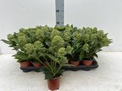 Skimmia Fragrant Cloud Fragrant Evergreen Shrub image