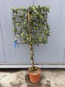 Trachelospermum Jasminoides Frame On Stem image