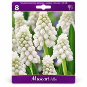 Muscari Botryoides Alba Grape Hyacinth Bulbs (8 Pack) image