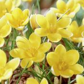 Crocus Bulbs Chrysanthus Romance (20 Pack) image
