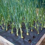 Weed Control Grow Grid (B-Small) image