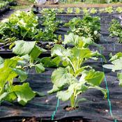 Weed Control Grow Grid (C-Small) image