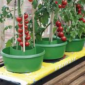 Tomato Grow Pot (3 Pack)