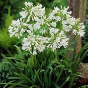 White Agapanthus 'Umbellatum' (1 Pack)
