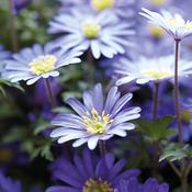 Anemone Bulbs 'Blue Shades' (100 Pack) image