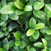 10x Bare Root Box Hedging Plants (30cm) PRE-ORDER image