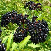 10x Bare Root Irish Elder Plants (2-3ft) PRE-ORDER image