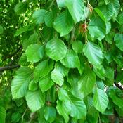 10x Bare Root Green Beech Plants (2-3ft) PRE-ORDER image