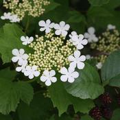 25x Bare Root Guelder Rose Plants (2-3ft) PRE-ORDER image