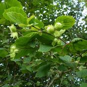 25x Bare Root Hazel Plants (2-3ft) PRE-ORDER