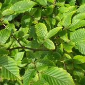 25x Bare Root Hornbeam Plants (2-3ft) PRE-ORDER image
