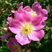 25x Bare Root Pink Wild Rose Plants (1-2ft) PRE-ORDER image