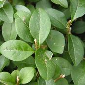 10x Bare Root Privet Plants (2-3ft) PRE-ORDER image